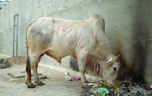 City Bull, Varanasi. India 2017photo hermespittakos.tumblr.com 