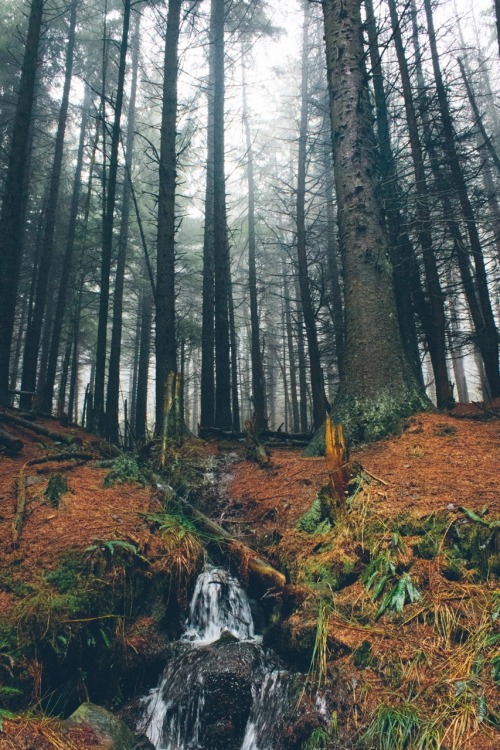 dpcphotography:Into the woods ☁️🍂