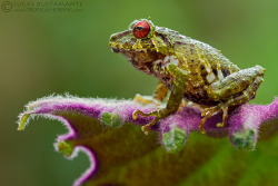 creatures-alive:  Moss Rainfrog (Pristimantis