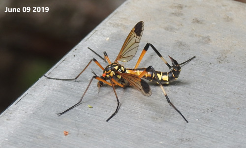 onenicebugperday:Giant wasp-mimic crane flies in the genus Ctenophora, Tipulidae, DipteraPhoto 1 by 