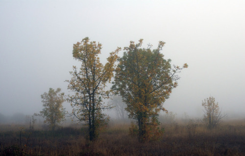 russell-tomlin:Sun on Yellow on Fog