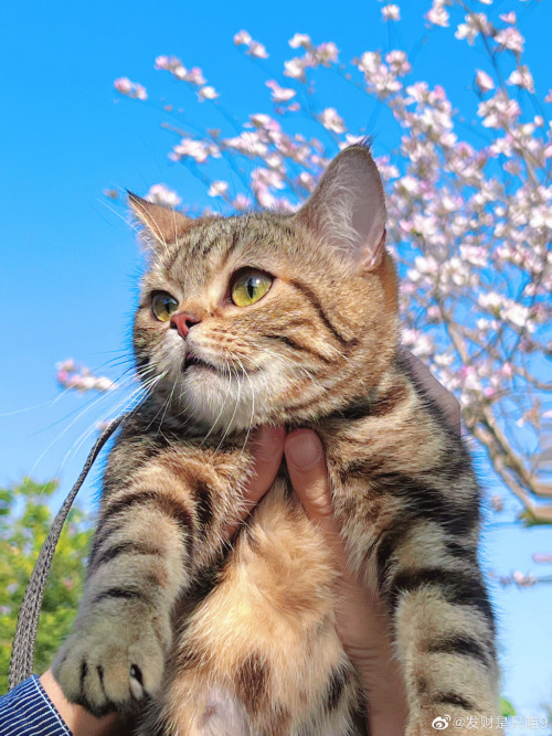 fuckyeahchinesefashion: Kitten and spring. Photo by 发财是只喵9
