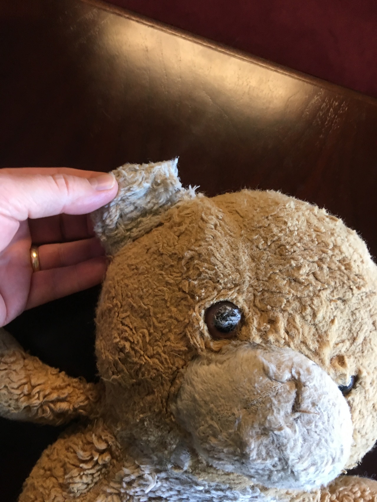 Teddy for Christmas