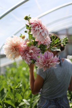 syflove:  dahlias