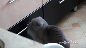Porn Pics sizvideos:  Cat caught in the act - Video