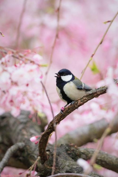 7stripes: sakura &amp; japanese tit by mbomber2013