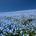lionfloss:Hitachi Seaside Park (ひたち海浜公園)