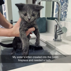 tastefullyoffensive:  This cat has seen some soot. (photo via danceswithlabias)