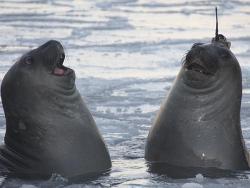 sigurrossgeller:  pleatedjeans:  Seal with a data-logger on it’s head. [x]  &ldquo;I’ve got a fuckin data logger on my head&rdquo; &ldquo;I know lmao&rdquo;