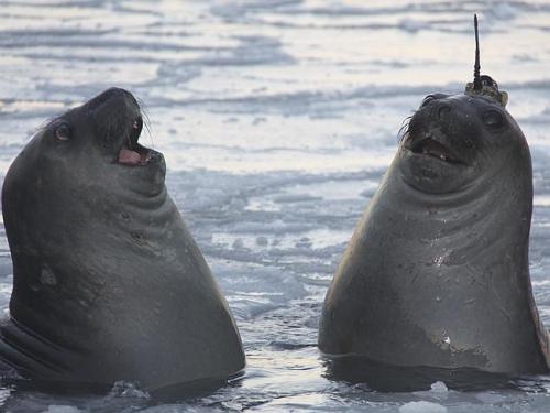 madamjellyfish666:pleatedjeans:Seal with a data-logger on it’s head. [x]“LOOK! LOOK! I’M A NAR