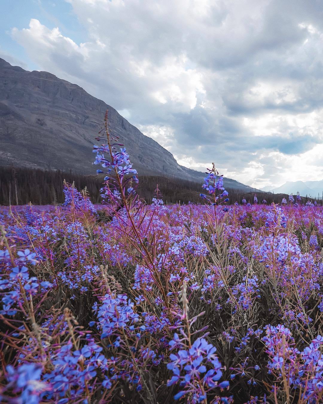 floralls:by  Marti Gutfreund  