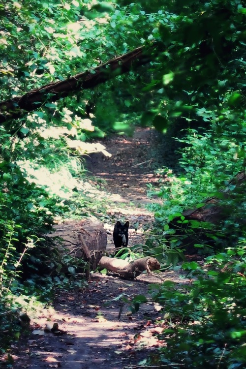 ambermaitrejean: Portraits of forest cats. Photo by Amber Maitrejean