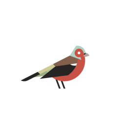 visualgraphic:  Birds by Sam Bristow Bell 