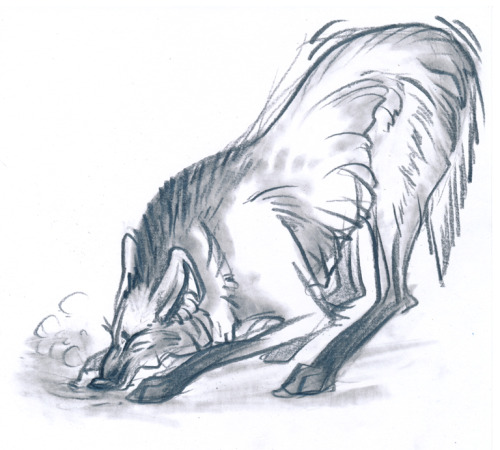 I like to think of the Maned Wolf as the animal version of one of my characters, who’s just as
