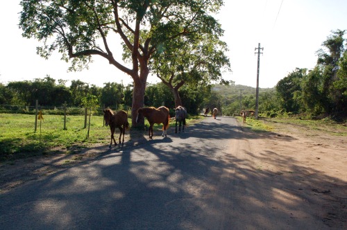 Wild horses on Vieques, Puerto Rico