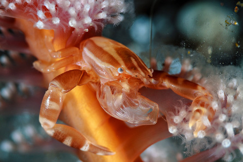 Porcelain crab gone fishing by Luko Gecko on Flickr.