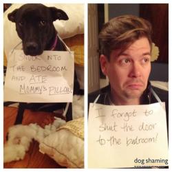 dogshaming:  Double the shame Dog: I snuck into the bedroom and ATE MOMMY’S PILLOW! Human: I forgot to shut the door to the bedroom! 