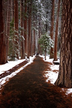 bonitavista:  The Redwoods, California photo