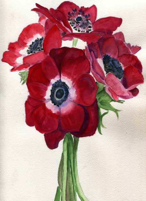 havekat:Dragon EyesWatercolor, Gouache and Chinese Ink On Cotton Paper9″x 12″ 2016Red Anemones