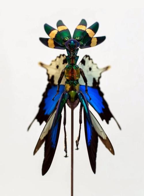 Fairy insect sculptures by Cedric Laquieze.