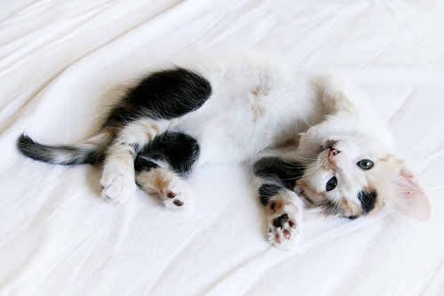 priveting:  Aww (by fofuras felinas)