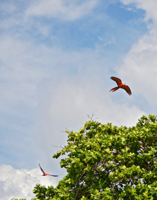 Scarlet macaws. This distinctive parrot species can be seen in a few of Costa Rica&rsquo;s prese