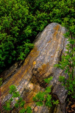 simplymyview:  Hard Rock And Soft Leaves