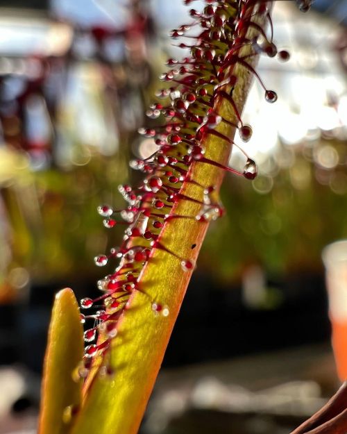 Drosera murfetii is an incredible species endemic to Tasmania! I actually just had a some germinate 