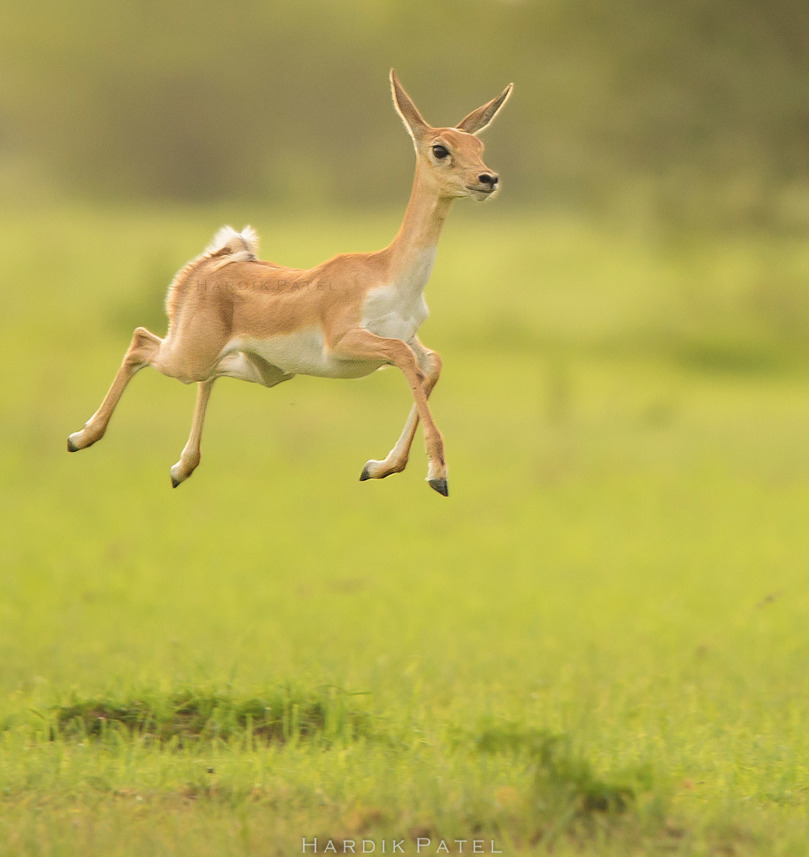 end0skeletal:  by  Hardik Patel   