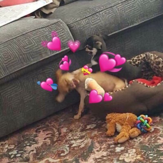 animalwoonz:  