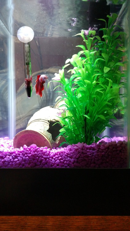 obsidian-disorder: Meet Sam the Betta fish! He is enjoying having a whole 7 galleons all to himself.
