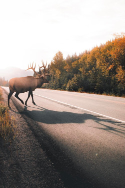 lsleofskye:Jasper, Alberta  Gorgeous Elk