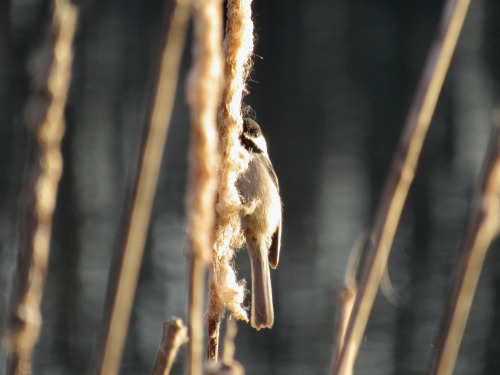 Chickadee eating from cattails this morning. Edit: actually it’s probably getting fluff for its nest