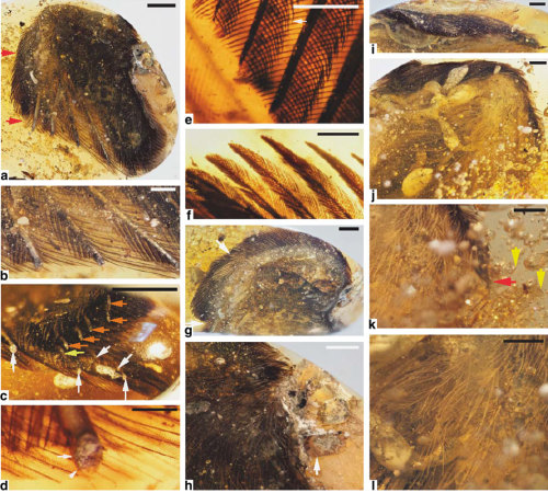 diplotomodon:fossilporn:Scientists have unearthed the remains of thousands of prehistoric animals fr