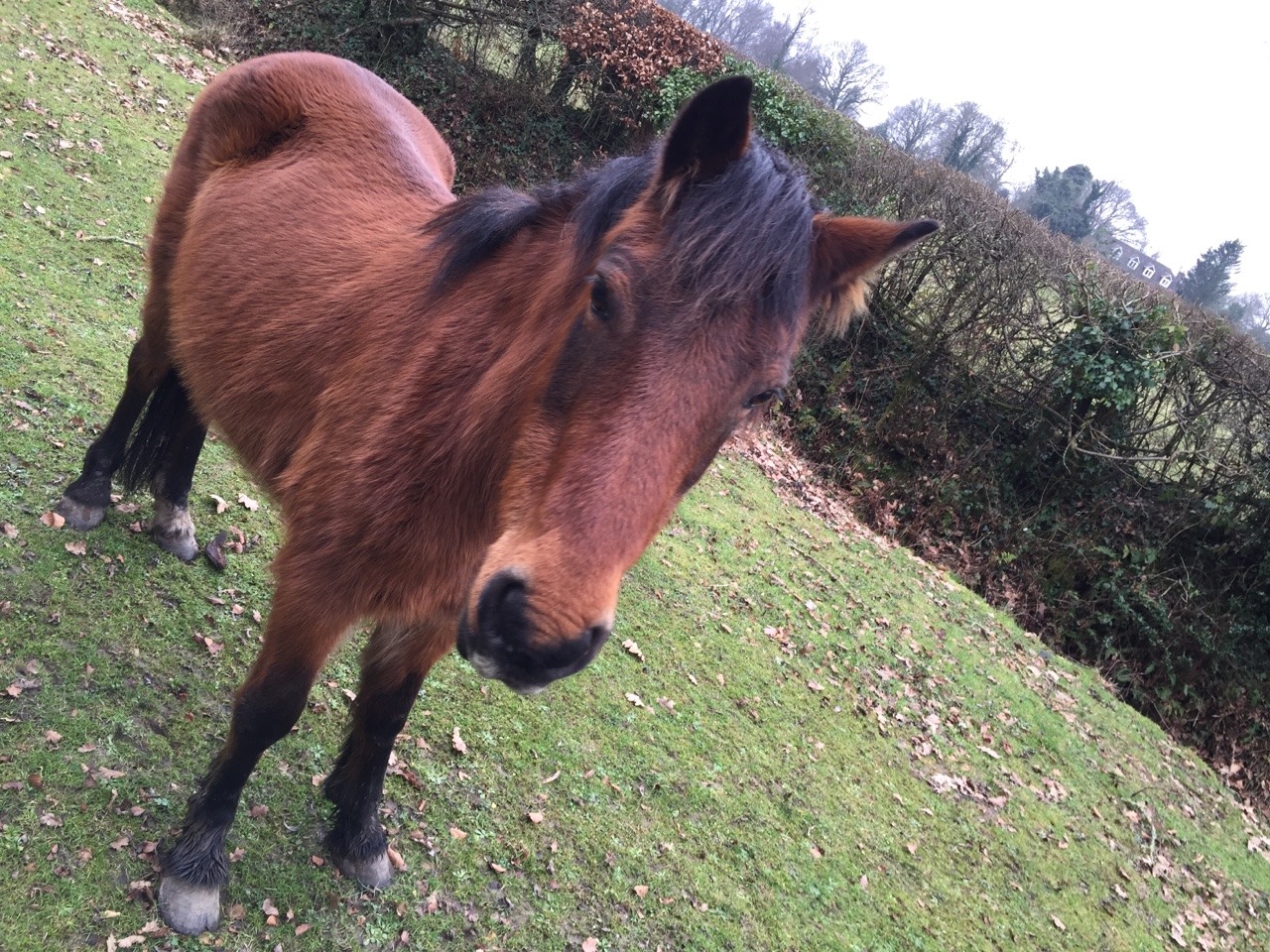 alexinspankingland:  New friends in New Forest today!