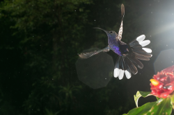 nubbsgalore:  nicolas reusens photographs the hummingbirds who visit his backyard (see also: previous bird posts) 