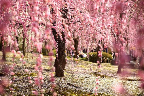 Sakura: Explosively Beautiful Cherry Blossoms In JapanSakura, the Japanese word for cherry blossoms,