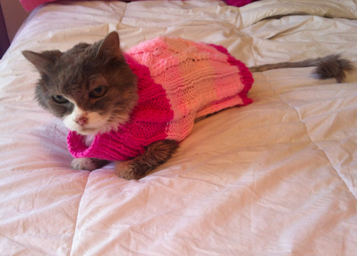 accio-bradfordbadboi:  We had to shave our cat because she had mats in her fur. But then she was cold. So we bought her a sweater.  It also came with a little hat.  My cat hates me.  