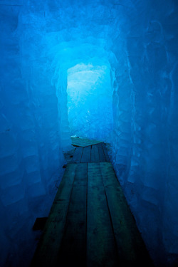 dendroica:  Rhone Glacier, Belvédère by