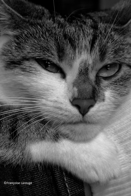 boschintegral:francoise-larouge:Le chat du samedi 16 juin2018©FrançoiseLarouge@mostlycat