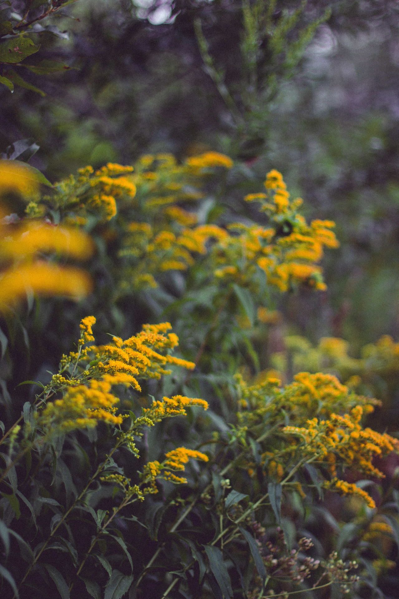 Mx New Yorker On Tumblr mx-new-yorker-on-tumblr