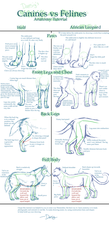 fucktonofanatomyreferences:Doggies vs. kitties!!! Drawing refs!!!!![From various sources]