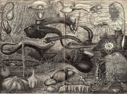 ein-bleistift-und-radiergummi:1901 ‘Deep Sea Life - Tiefseeleben’ Woodcut. (Im