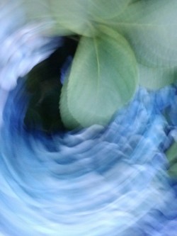 dakotarosewood:  (movement with hydrangeas)