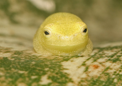 ftcreature:  This reed frog looks like an angry lemon.  photo by Josh Daskin