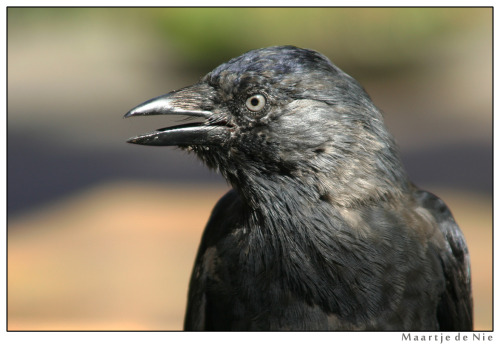 Western Jackdaw