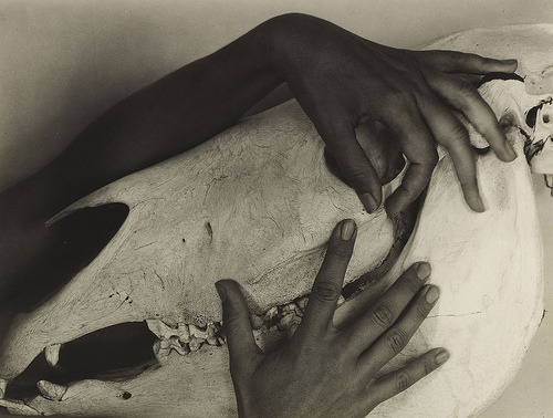 freyjageist:  Alfred Stieglitz, Georgia O’keeffe, Hands and Horse Skull, 1931 