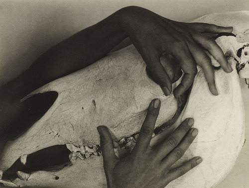 perfumepoison:Alfred Stieglitz, Georgia O'keeffe, Hands and Horse Skull, 1931