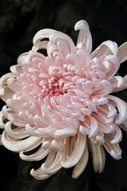 flowersgardenlove:  Japanese Chrysanthem