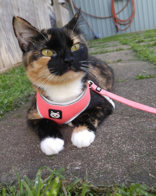 its-my-prerogative:Happy Caturday Guys I have that same harness for my cat Except hers is a bit too 